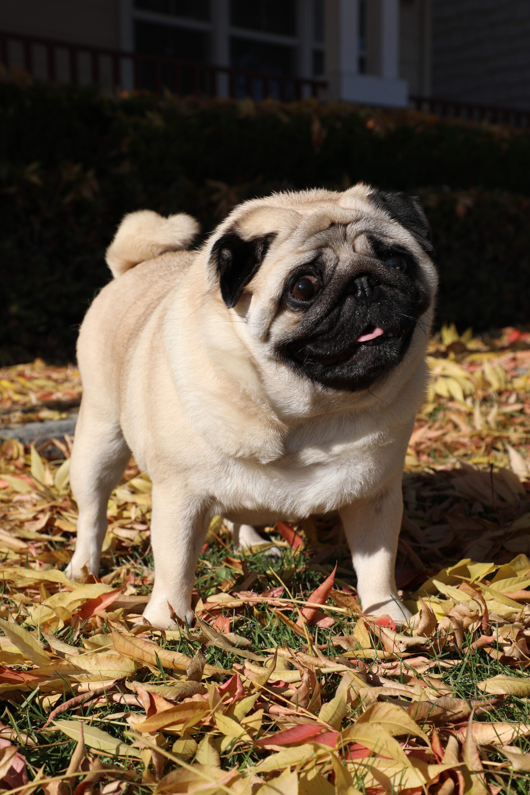 Pug dog standing on autumn leaves in San Jose park